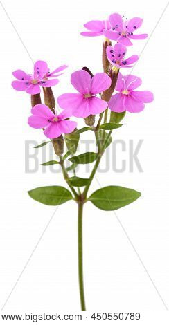 Soapwort Flowers  Isolated On A White Background