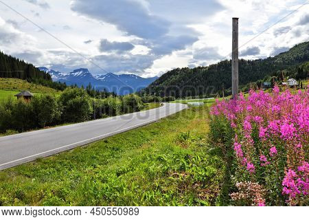 Norway Summer Countryside View With Pink Flowers. Road In Liabygda And Fireweed Flowers (chamaenerio