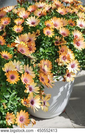 Light Peach Osteospermum Or Dimorphotheca Flowers In The Flowerbed, Light Peach Flowers