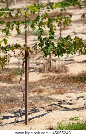 Vineyard