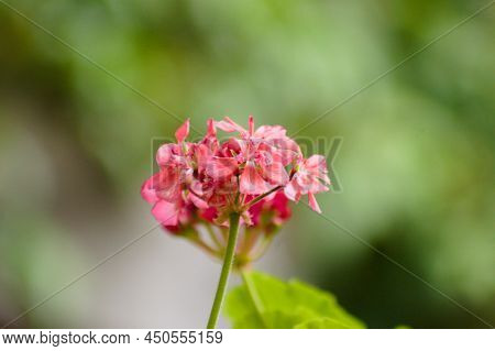 Zonal Geranium In Bloom Close-up View With Green Blurred Plants On Background