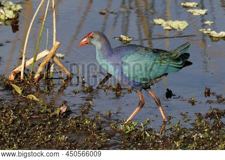 A Gray Headed Or Purple Swamphen, Porphyrio Poliocephalus Walks In A Marsh Land In Florida