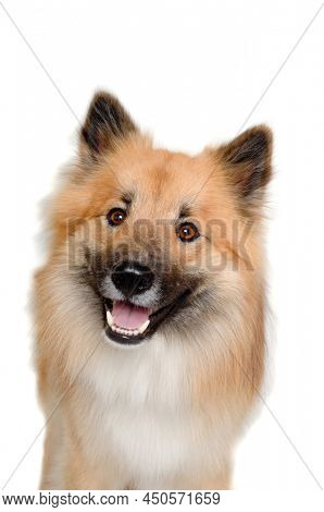 Happy Eurasier dog isolated on a white background