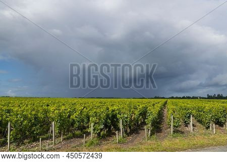 Typical vineyards near Saint-Julien-Beychevelle, Bordeaux, Aquitaine, France
