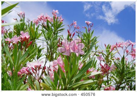 Pink Oleandrs
