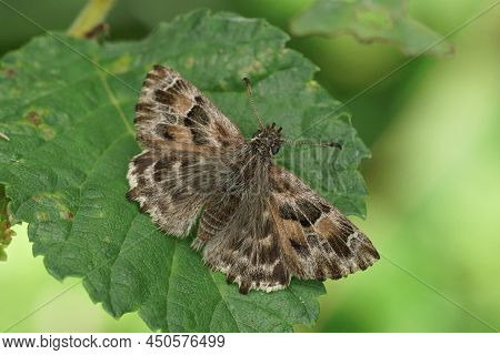 Closeup On A Fresh Emerged Mallowskipper, Carcharodus Alceae Sitting With Open Wings On A Green Leaf