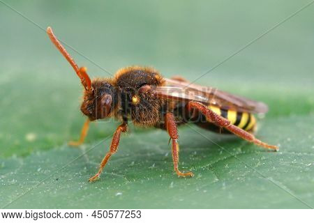 Closeup On A Beautiful Red , Lathbury's Nomad Cuckoo Bee, Nomada Lathburiana, Sitting On A Green Lea
