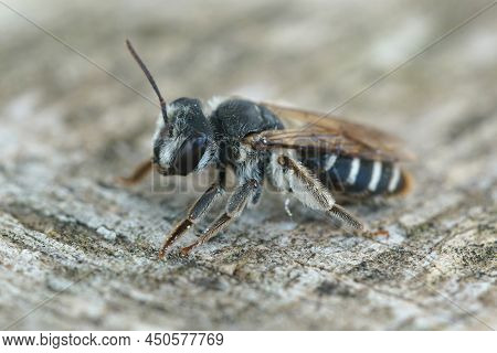 Closeup On A Female Of A Southern Mining Bee, Andrena Decipiens Sitting On A Piece Of Wood