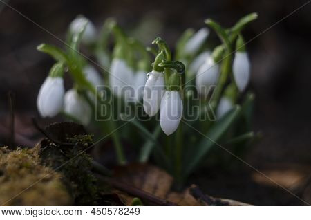 Snowdrop Portrait In Garden Background, Close Up Photography Of A Snowdrop Attracting Bee, Spring Ph