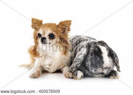 Young Lop Rabbit Rhoen  And Chihuahua In Front Of White Background