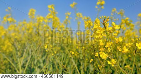 Close Up On Yellow Flowers Of Rapeseed Growing In A Field Under Blue Sky