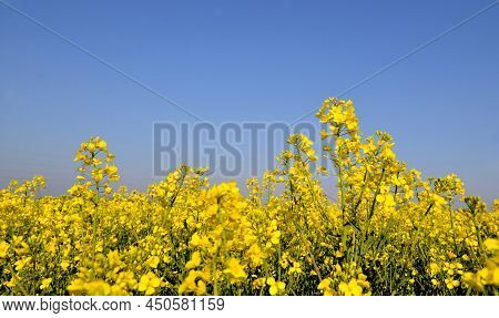 Close Up On Yellow Flowers Of Rapeseed Growing In A Field Under Blue Sky