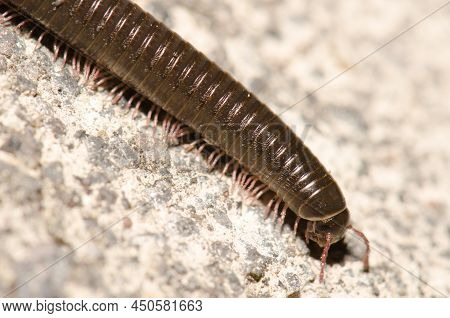Portuguese Millipede Ommatoiulus Moreleti In Santa Cruz De La Palma. La Palma. Canary Islands. Spain