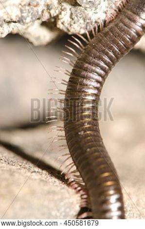 Segments Of A Portuguese Millipede Ommatoiulus Moreleti. Santa Cruz De La Palma. La Palma. Canary Is