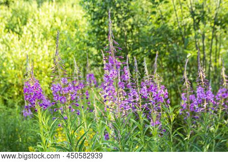 Fireweed Blooming, Finnish Summer, Maaninka, Kuopio, Finlan