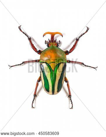 High view of Flamboyant flower beetle, Eudicella gralli species,