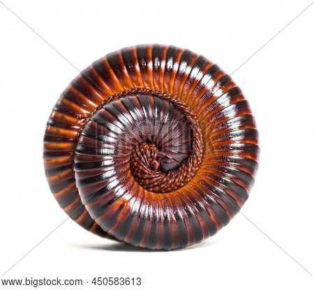Giant African millipede rolled up in defence position, Archispirostreptus gigas,