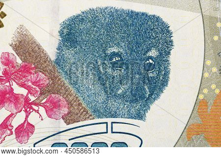 Alaotran Lemur From Malagasy Money - Ariary