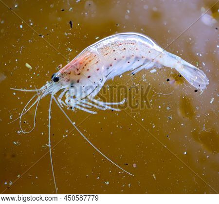 Close Up Of An Amano Shrimp In An Aquarium.