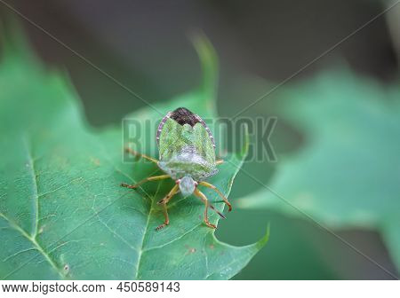 A Green Bug, Stink Bug On A Plant. Portrait Of A Bug.