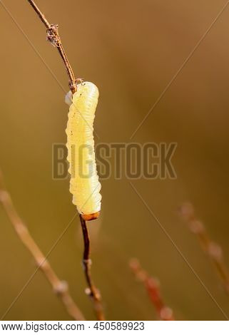 The Caterpillar Of A True Leaf Wasp (tenthredinidae) On A Plant.