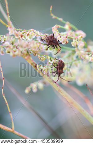 A Brown Bug On A Plant. Portrait Of A Bug.