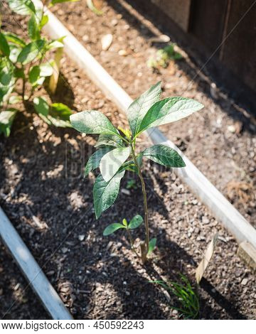 Young Bitter Leaf Vernonia Amygdalina And Other Herb Plants In Background Growing On Narrow Wooden R