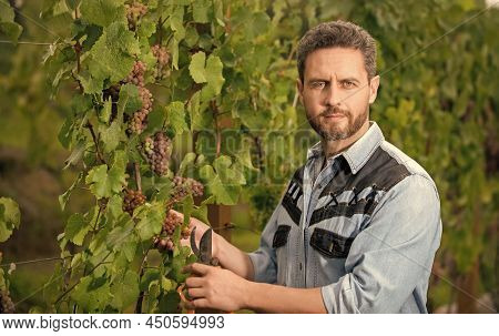 Oenologist Cutting Grapevine With Garden Scissors, Gardening