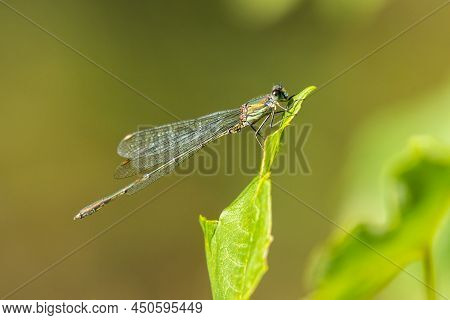 A Willow Emerald Damselfly (chalcolestes Viridis) Resting On A Leaf, Sunny Day In Summer
