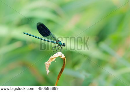 A Male Banded Demoiselle (calopteryx Splendens) Resting On A Plant, Cloudy Day In Summer