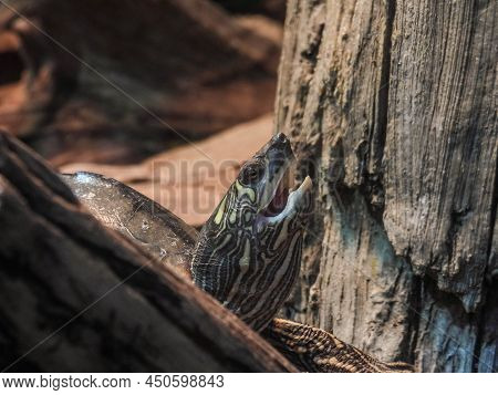 Barbour's Map  Turtle In The Tennessee Aquarium