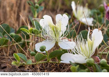 Flowering Plant Capparis Spinosa. White Flowers And Buds With Green Leaves. Vegetable Culture: Unblo