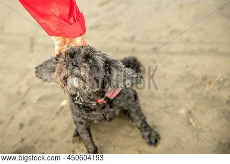outdoor portrait of black dog spoodle or cavoodle. High quality photo