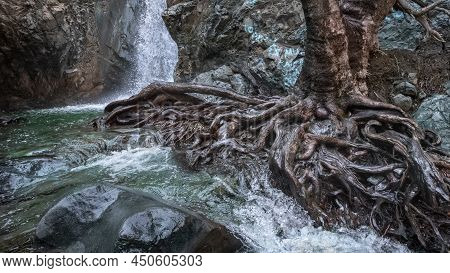 Millomeris Waterfall In Troodos Mountains, Cyprus. Old Plane Tree With Dramatic Roots On The Bank Of