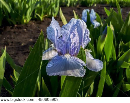 Close-up Shot Of White And Purple Bearded Iris Or German Bearded Iris (iris 