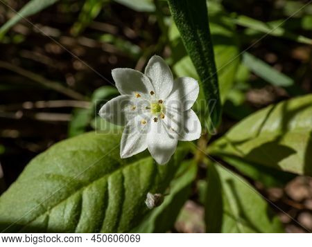 Macsro Shot Of The Chickweed-wintergreen Or Arctic Starflower (lysimachia Europaea Or Trientalis Eur