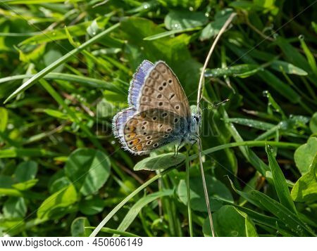 Close-up Of The Adult Common Blue Butterfly Or European Common Blue (polyommatus Icarus) With Visibl
