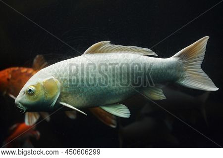 Koi carp (Cyprinus rubrofuscus), also known as the Japanese ornamental carp. 