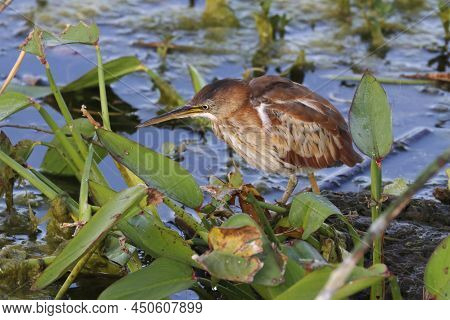 A Least Bittern (ixobrychus Exilis) Stands Motionless In A Florida Wetland