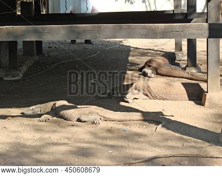 Monitor lizard. Komodo Dragon A species of lizards from the monitor lizard family. The species is di