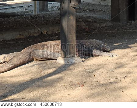 Monitor Lizard. Komodo Dragon A Species Of Lizards From The Monitor Lizard Family. The Species Is Di
