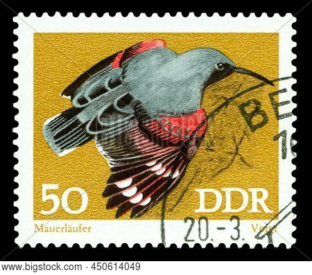 Stavropol, Russia - February 28 2022: A Stamp Printed By Germany Shows  Bird Wall Runner,  Murus Cur