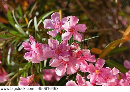 View Of The Blossom Flowers Of The Oleander (nerium Oleander) In The Garden.