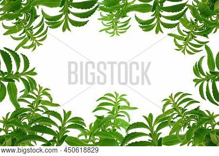 Stevia Frame. Green Twig Isolated On White Background.stevia Plant. Natural Low Calorie Sweetener.st