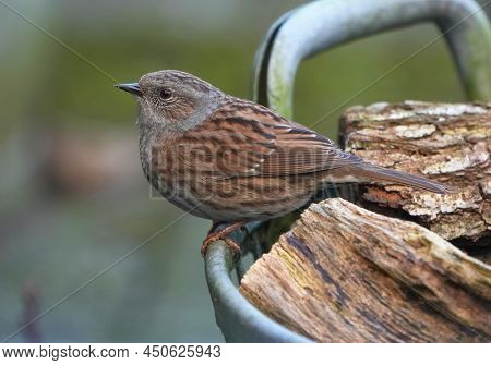 Dunnock sitting on a fishbasket