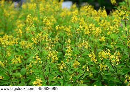 Galphimia, Gold Shower Or Galphimia Glauca, Yellow Flower, Note  Select Focus With Shallow Depth Of 
