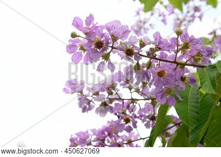 Lagerstroemia Native To Tropical Southern Asia. It Is A Deciduous Tree With Bright Pink To Light Pur
