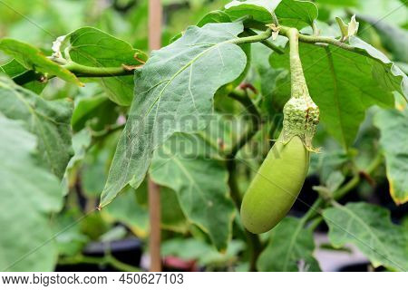 Aubergine Or Solanum Melongena On Tree, Note  Select Focus With Shallow Depth Of Field