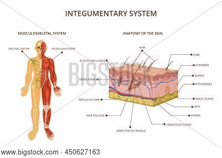 Human Body Organ Systems Composition With Integumentary System Descriptions Musculoskeletal System A