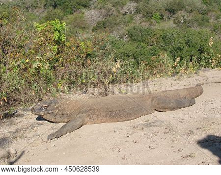 Monitor Lizard. Komodo Dragon A Species Of Lizards From The Monitor Lizard Family. The Species Is Di